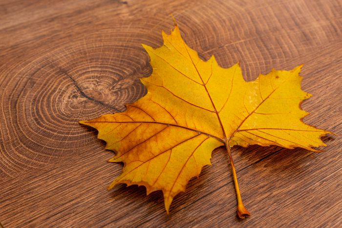 A maple leaf resting on a dark-stained oak floor.